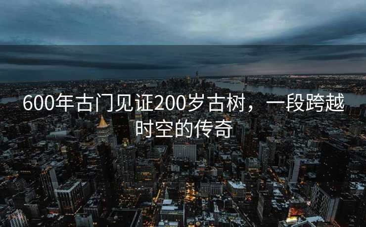 600年古门见证200岁古树，一段跨越时空的传奇